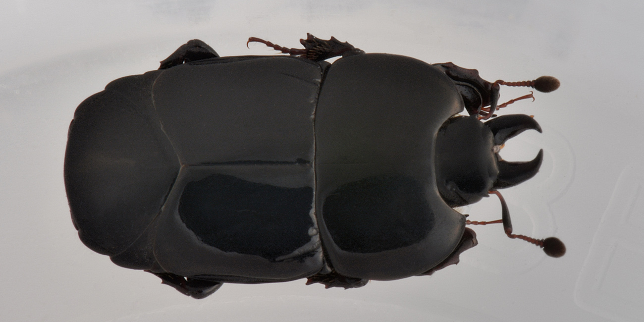 Histeridae: Hololepta plana